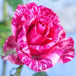 Роза чайно-гибридная Пинк Интуишн